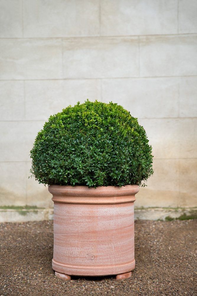 Koriander-Terrakotta-Töpfe