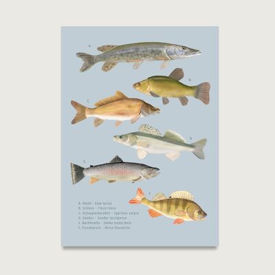 Postal "Pescado - orgánico" P_96 para pescadores, amantes del pescado | pez de agua dulce || CORAZÓN Y PAPEL