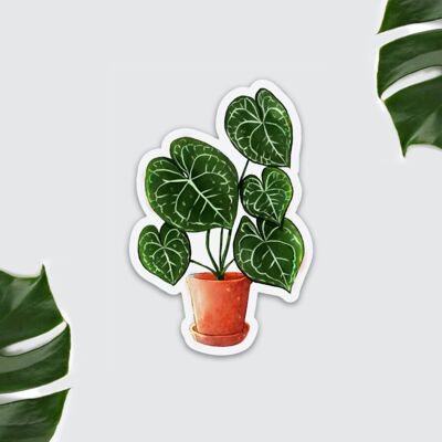 Magnete - Anthurium Clarinervium Herzblatt