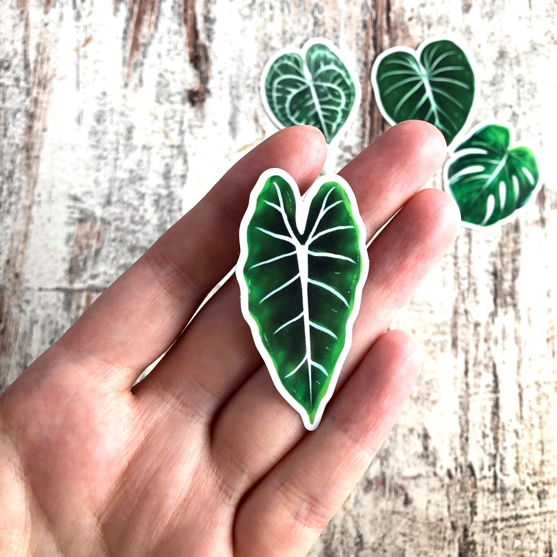 Adesivo - Alocasia Frydek -1 foglio trasparente