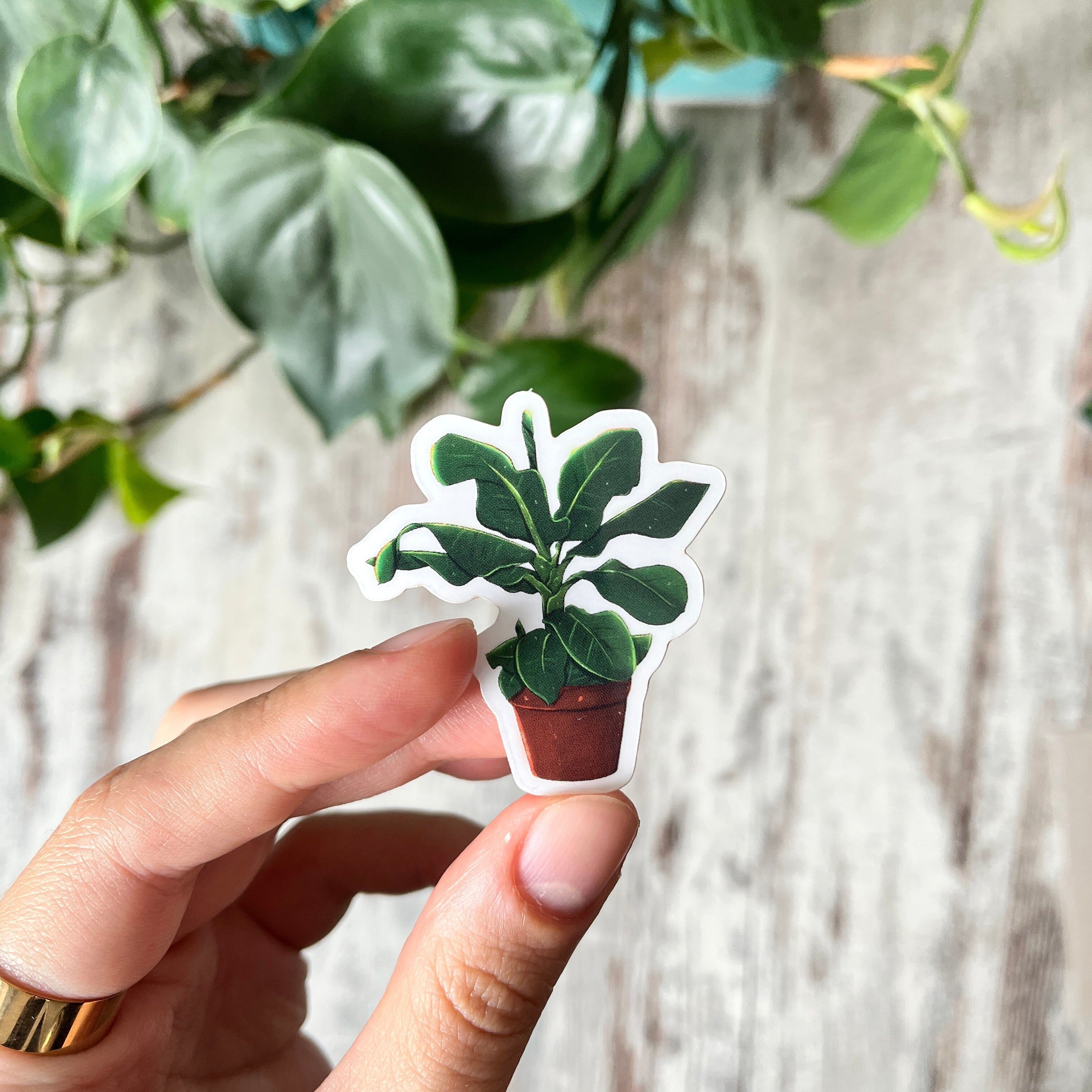 Adesivo - Pianta di banano - Musa Tropicanain vaso trasparente