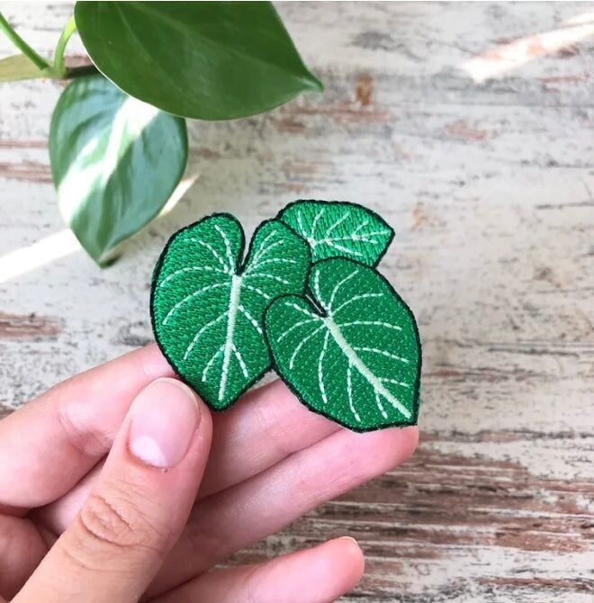 Patch Philodendron Gloriosum - 3 feuilles