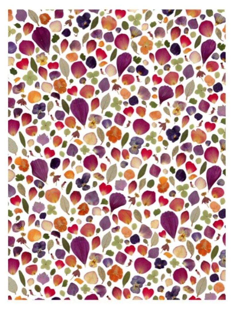 Stampa artistica - Le Foudroyant Herbarium - A4 e A3