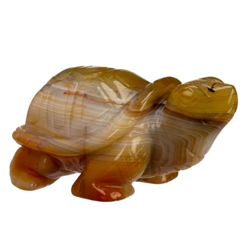 Tartaruga incisa, 103 mm, agata rossa