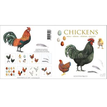 Porte-cartes carré - Poulets 8 cartes avec enveloppes 5