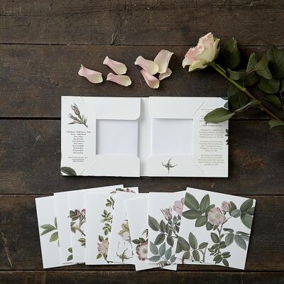 Square Cardfolder - Wild rose 8 cards w/envelopes