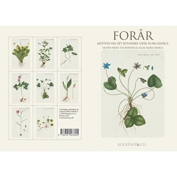 Cartes fleurs printanières fd - 8 cartes/w enveloppes 5