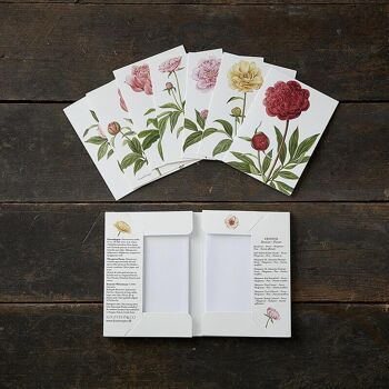 Pivoines - 8 cartes avec 8 enveloppes - fabriquées en Europe 3