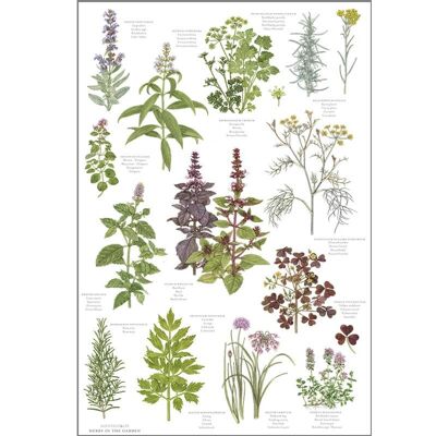 Organic tea towel - Herbs
