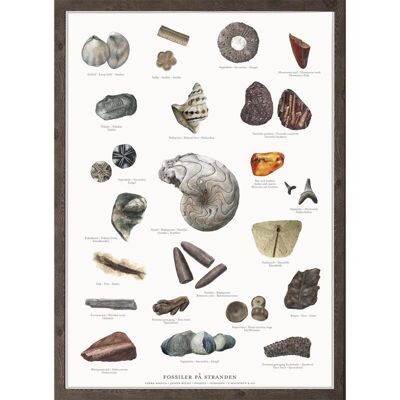 Fossils (fossiler) - poster a2