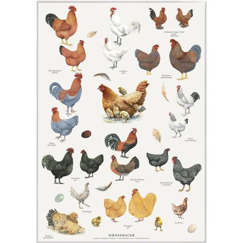 Chicken breeds (hønseracer) - poster a2