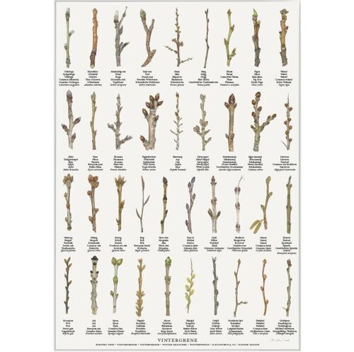 Winter branches (vintergrene) - poster a2