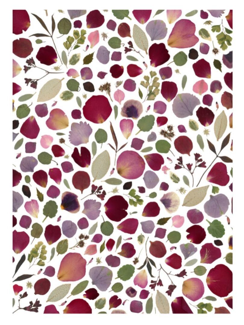 Stampa artistica - Erbario Espiègle - A4 e A3