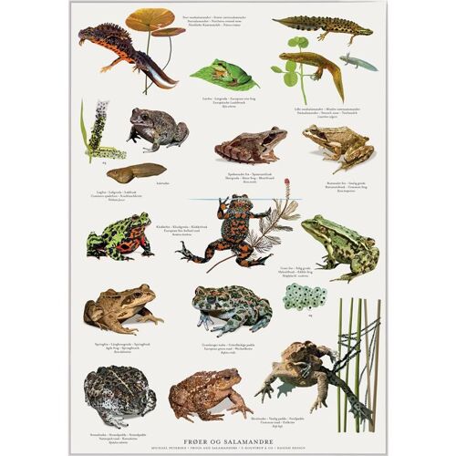 Frogs, toads and salamanders (frøer og salamandre) - poster a2