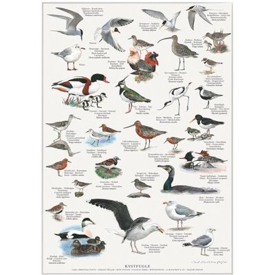 Coastal birds (kystfugle) - poster a2