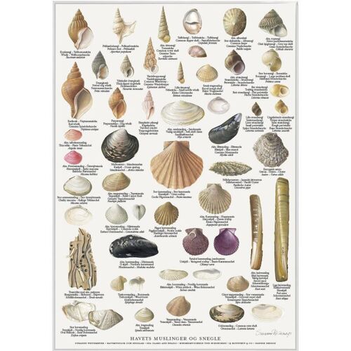 Mussels and snails (muslinger og snegle) - poster a2