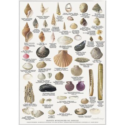 MUSCHELN UND SCHNECKEN (MUSLINGER OG SNEGLE) - PLAKAT A2