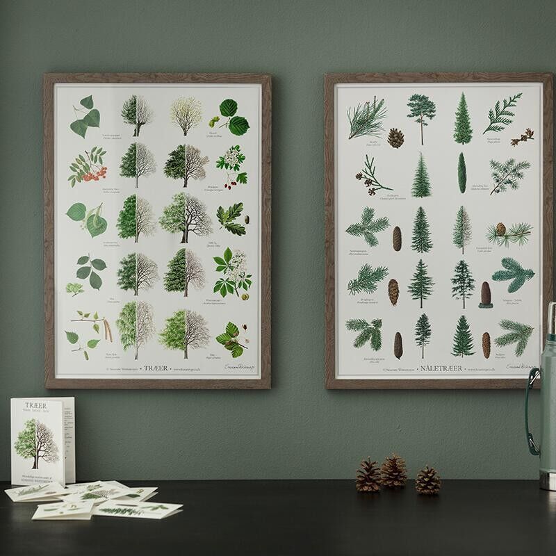 KONIFER (NÅLETRÆER) - PLAKAT A2
