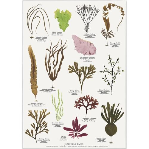 Edible seaweed (spiselige tang) - poster a2