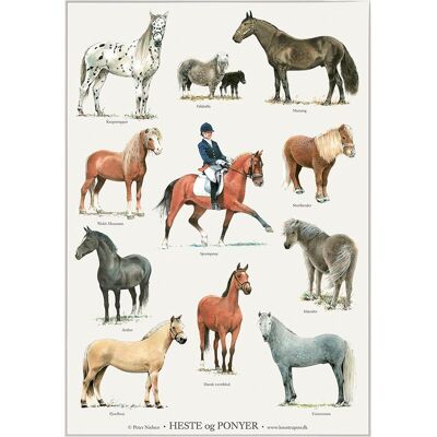 Horses and ponies (heste og ponyer) - poster a2