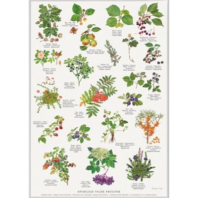 Edible wild fruits (spiselige vilde frugter) - poster a2