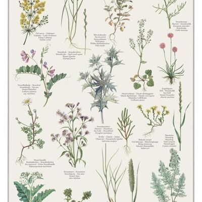 PIANTE DA SPIAGGIA (STRANDPLANTER) - POSTER A2