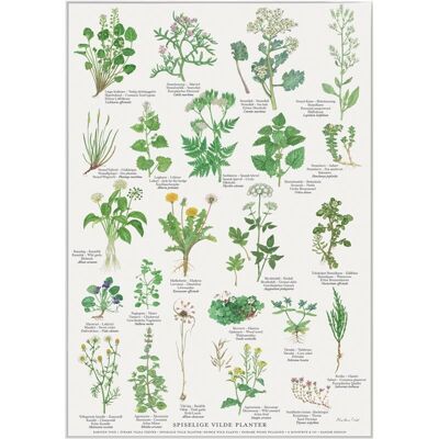 Edible wild plants (spiselige vilde planter) - poster a2