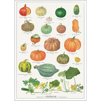 CITROUILLES (GRÆSKAR) - AFFICHE A2