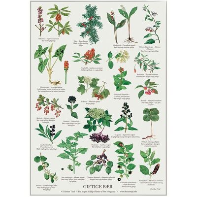 Poisonous berries (giftige bær) - poster a2