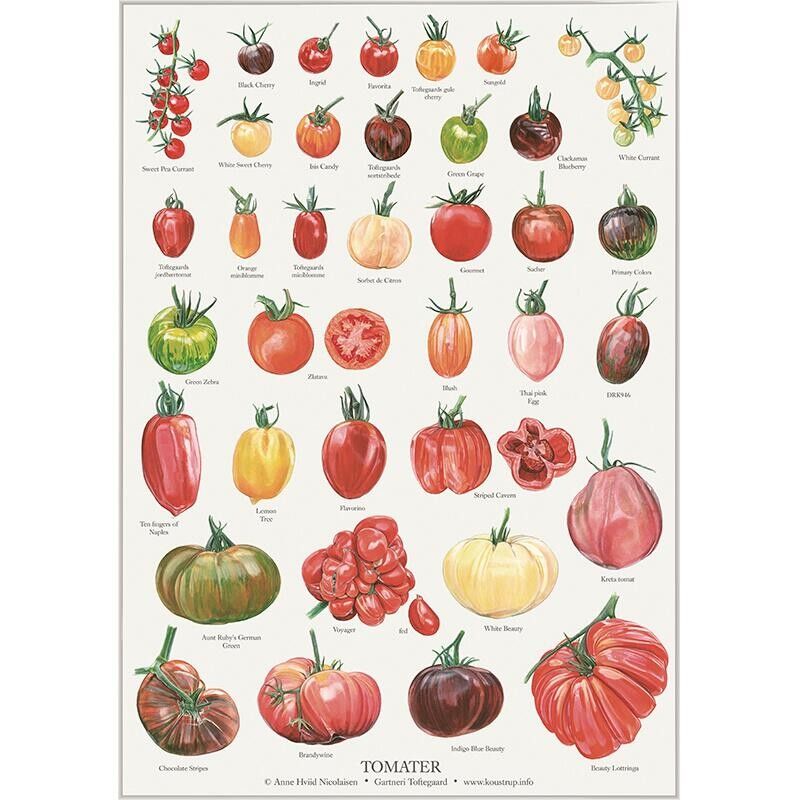 TOMATES (TOMATER) - CARTEL A2