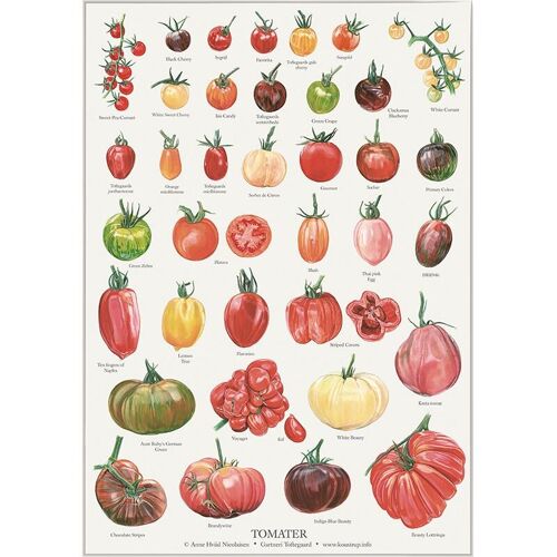 Tomatoes (tomater) - poster a2