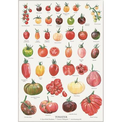 TOMATES (TOMATE) - AFFICHE A2
