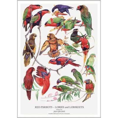 Red parrots (røde papegøjer) - poster a2