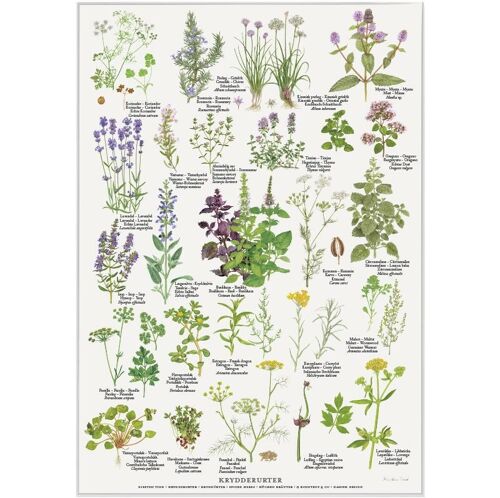 Spiced herbs (krydderurter) - poster a2