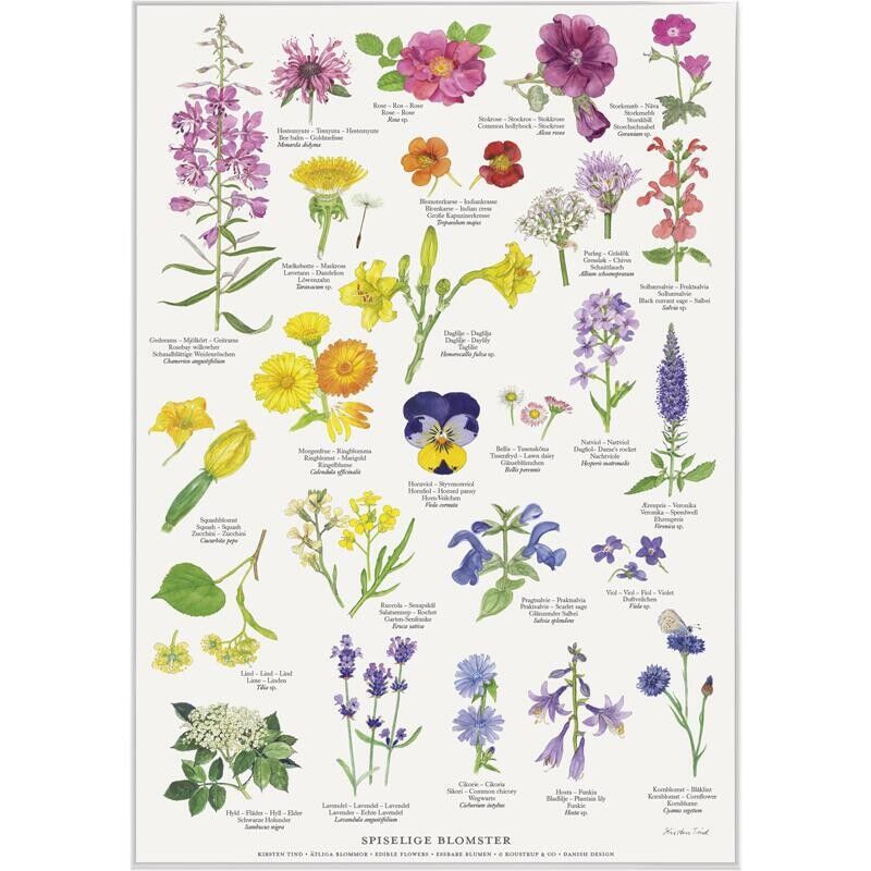 FIORI COMMESTIBILI (SPISELIGE BLOMSTER) - POSTER A2