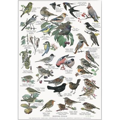 JARDIN DES OISEAUX (HAVENS FUGLE) - AFFICHE A2