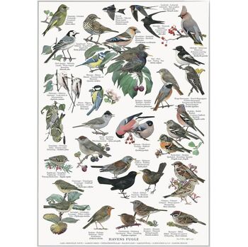 JARDIN DES OISEAUX (HAVENS FUGLE) - AFFICHE A2 1