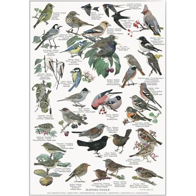 Garden birds (havens fugle) - poster a2
