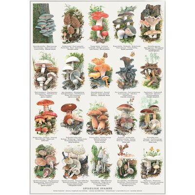 Edible mushrooms (spiselige svampe) - poster a2