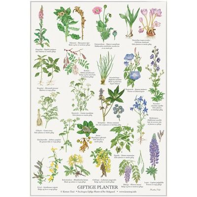 Poisonous plants (giftige planter) - poster a2