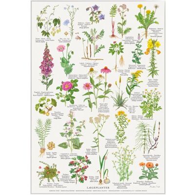 Medicinal plants (lægeplanter) - poster a2