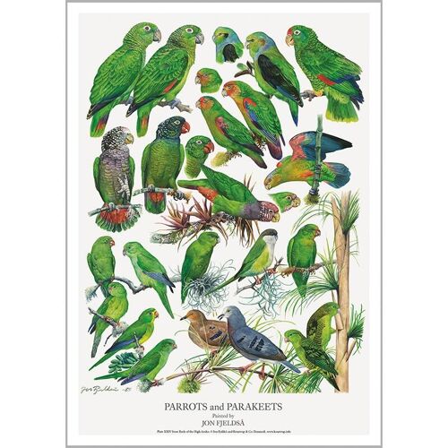 Parrots and parakeets (grønne papegøjer) - poster a2