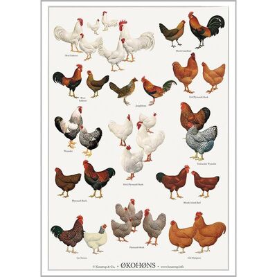 Chicken breeds (økohøns) - poster a2
