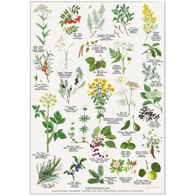 Herbs for schnapps (kryddersnaps) - poster a2