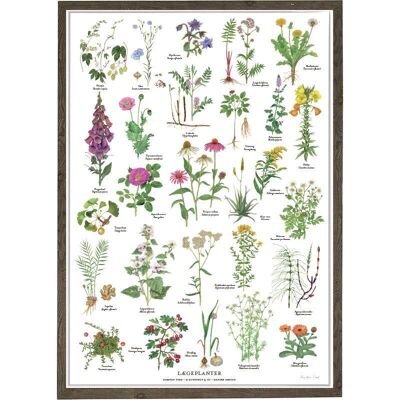 MEDICINAL PLANTS A3 (29.7 x 43 cm)