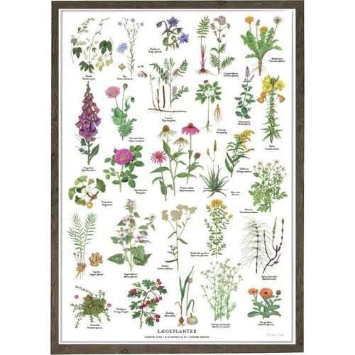 MEDICINAL PLANTS B2 (50 x 70 cm)