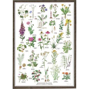 PLANTES MÉDICINALES B2 (50 x 70 cm) 5