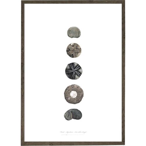 Art print A4 - Sea urchins (21 x 29.7 cm)