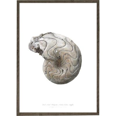 Kunstdruck A4 - Nautilus (21 x 29,7 cm)