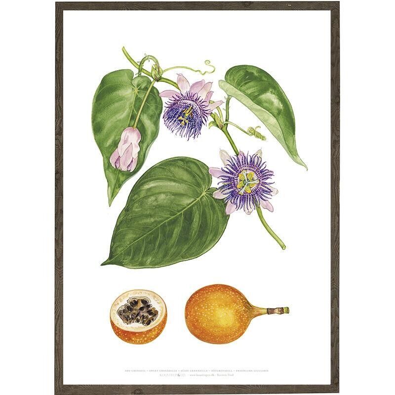 Stampa artistica A4 - Blackwood africano (21 x 29,7 cm)